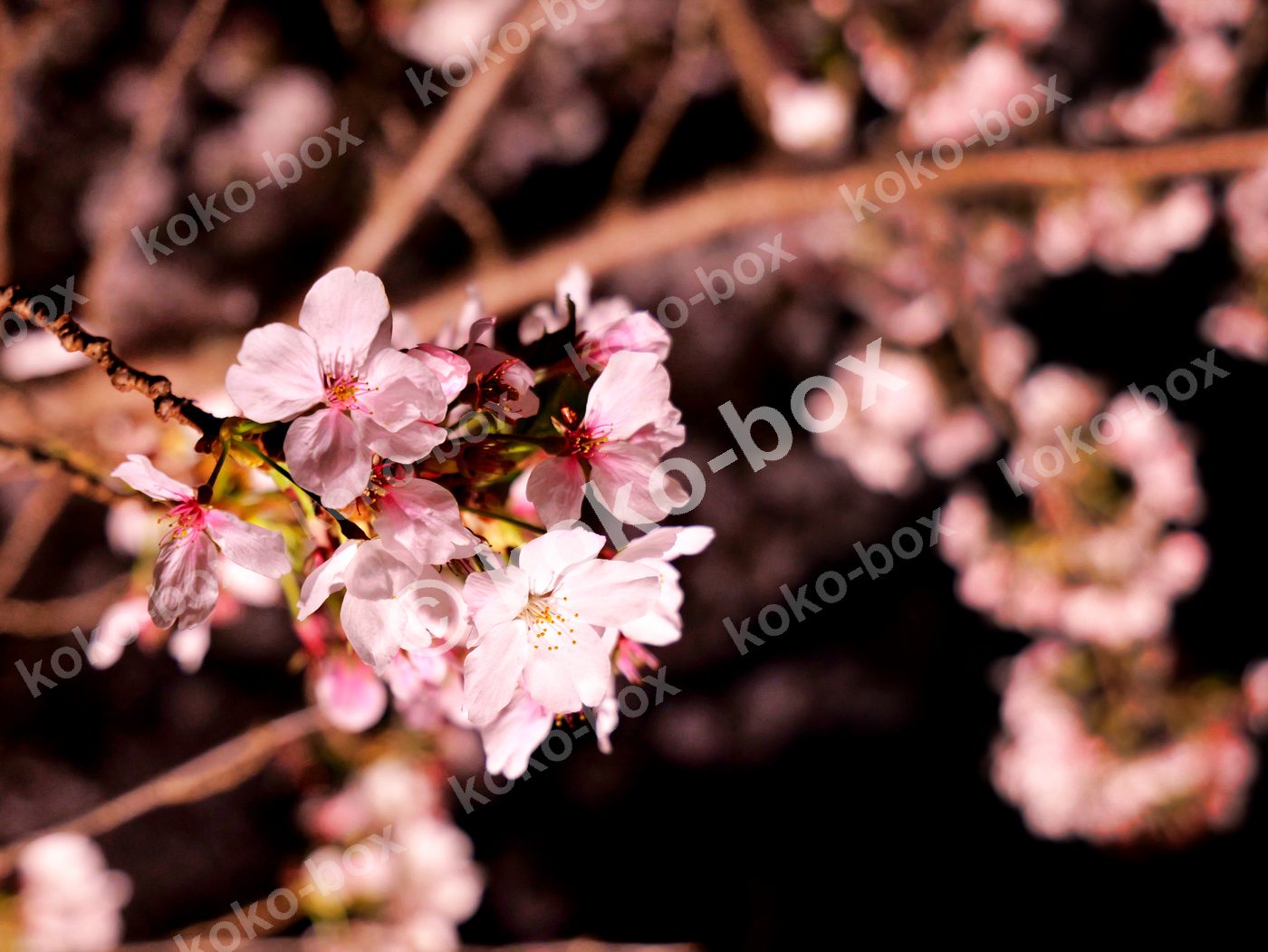 夜に浮かぶ幻想的な桜の花束 横位置写真素材