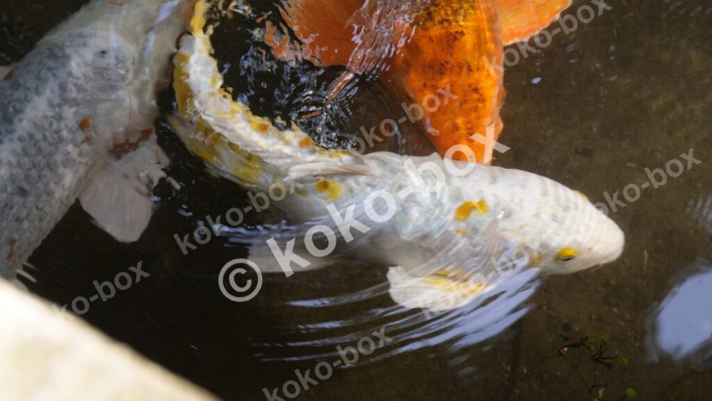 鯉が優雅に泳ぐ池の水面、幻想的な写真素材