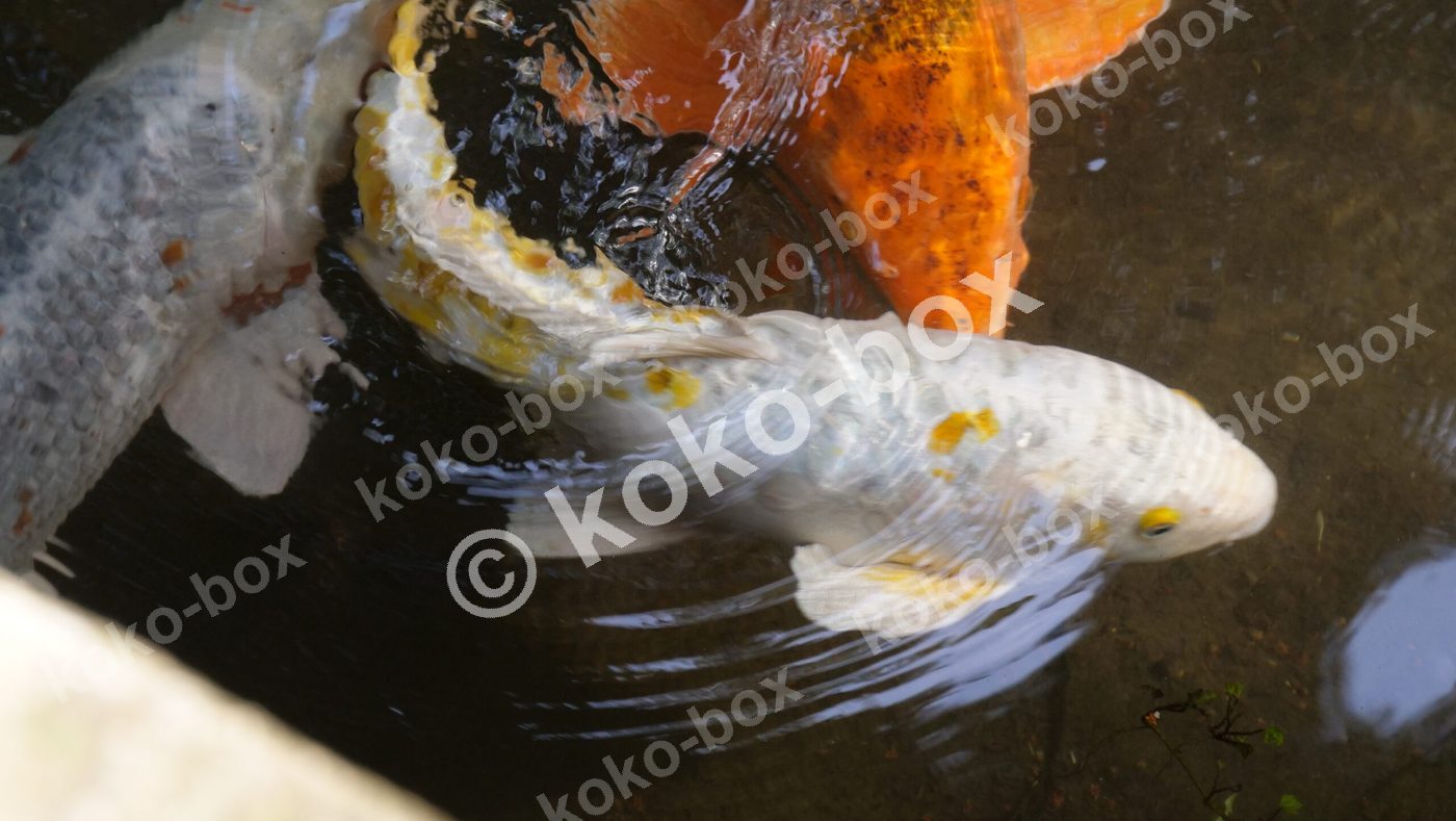 鯉が優雅に泳ぐ池の水面、幻想的な写真素材