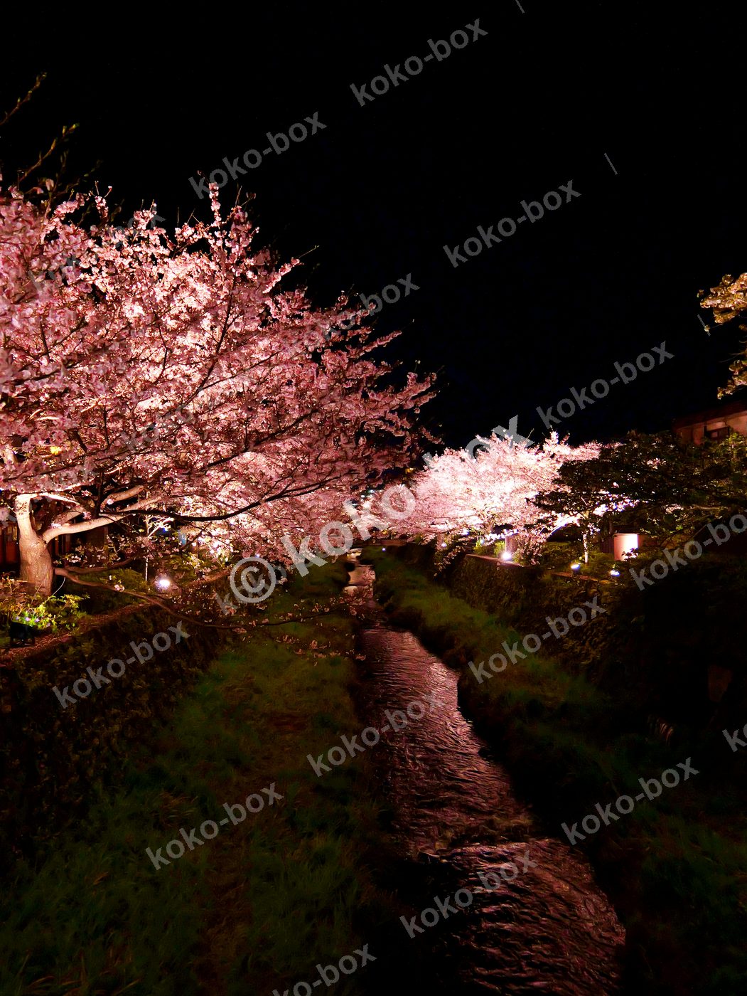 夜桜の咲き誇る京都の小川 縦位置写真素材