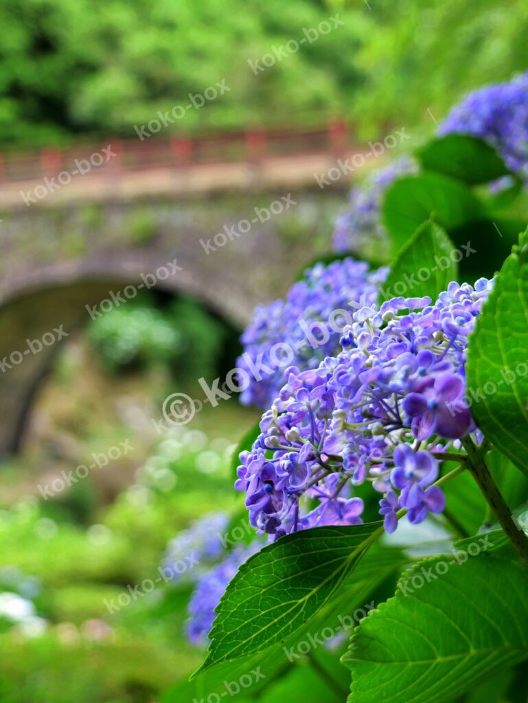 雨上がりに輝く石橋と紫陽花 縦位置写真素材