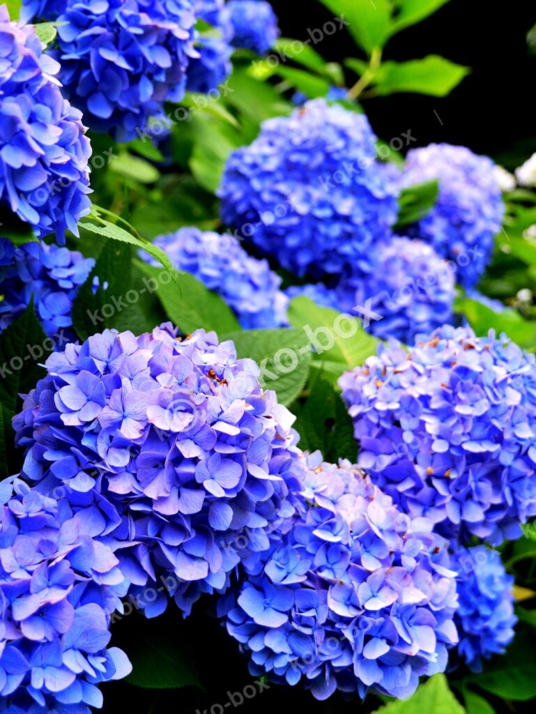 満開の紫陽花 鮮やかな群生 縦位置写真素材