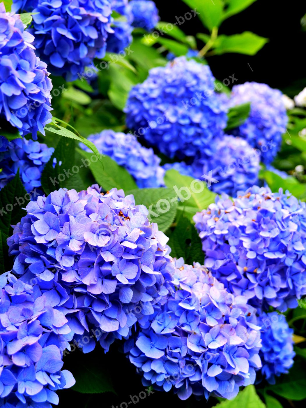 満開の紫陽花 鮮やかな群生 縦位置写真素材