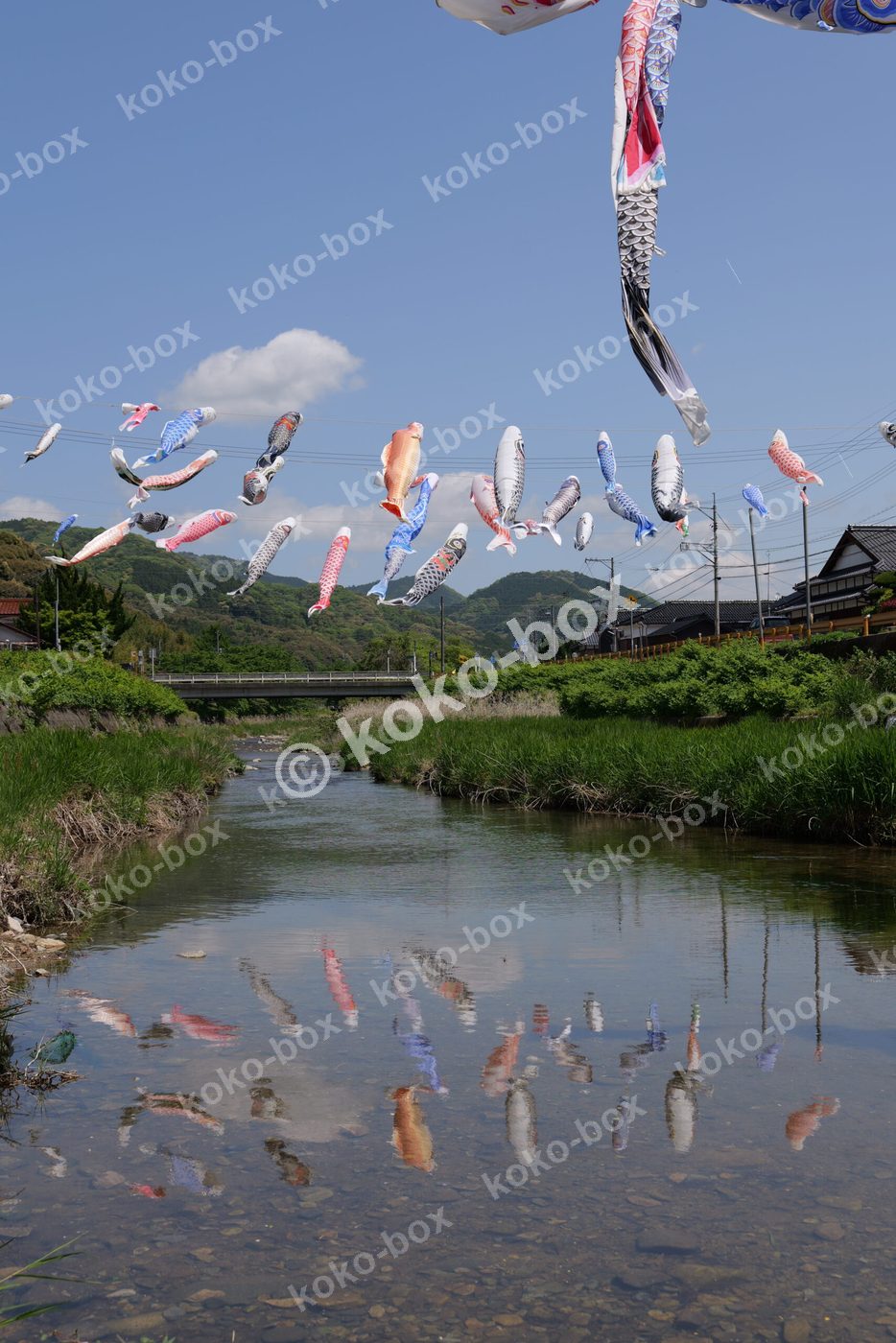 川の水面に映るこいのぼりの美しい写真素材