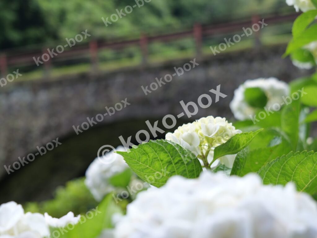 石橋と白い紫陽花グループ 風景写真素材