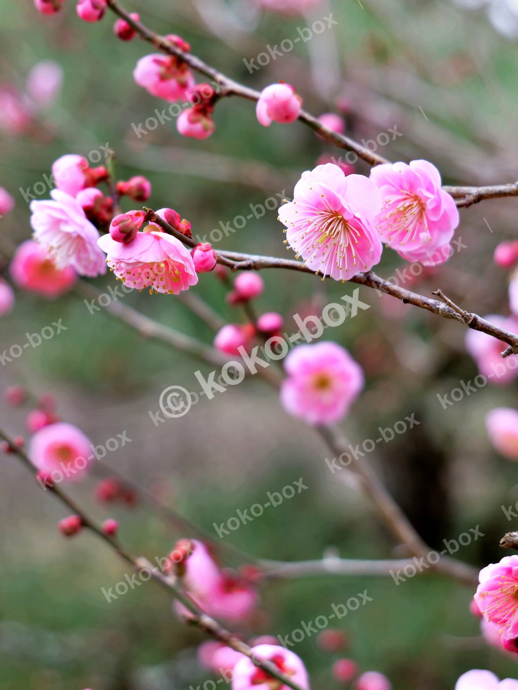 春の訪れを告げる紅梅の花と蕾 縦位置 写真素材