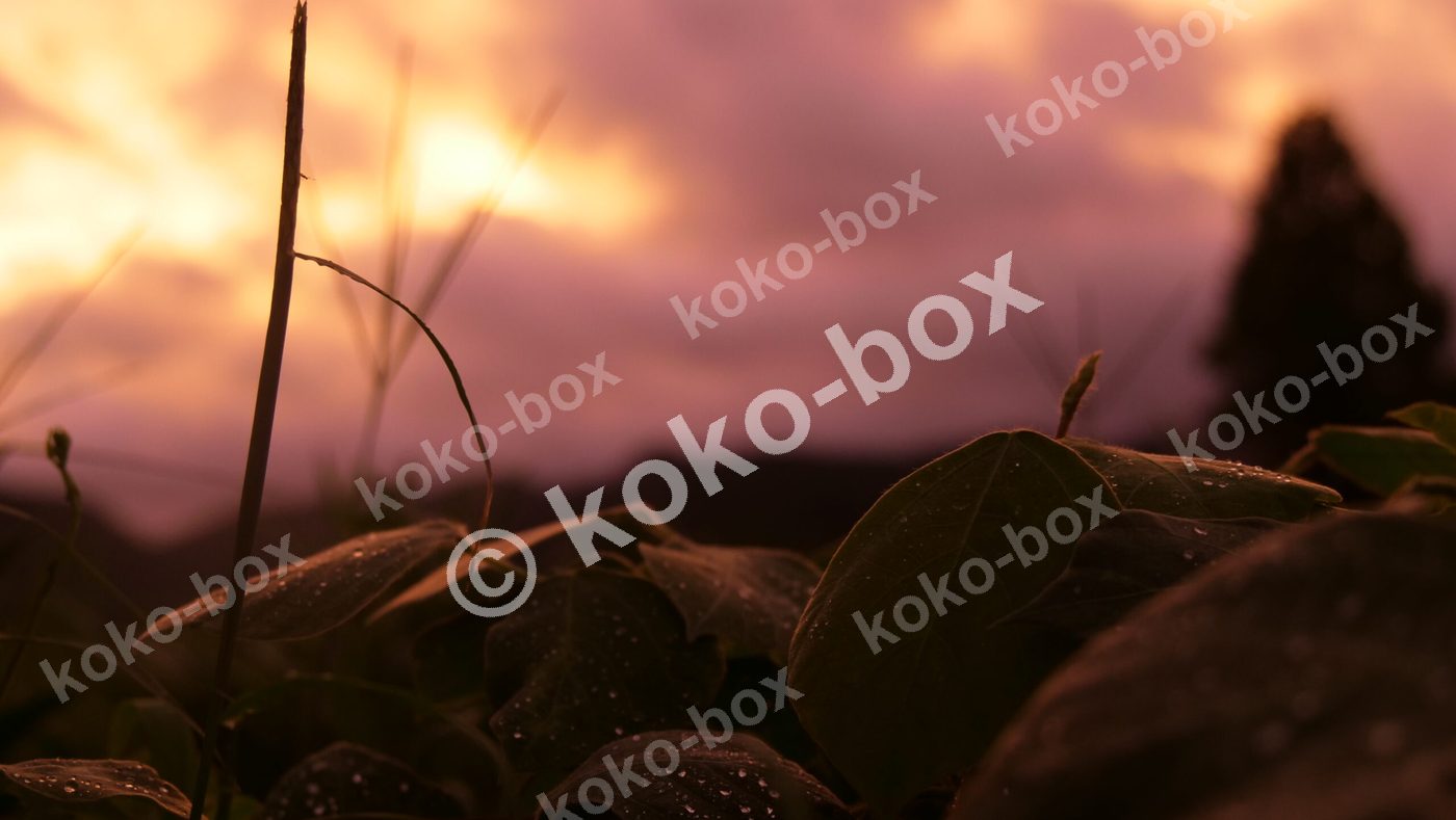 雨上がりの夕日に輝く草と水滴の幻想的な写真素材