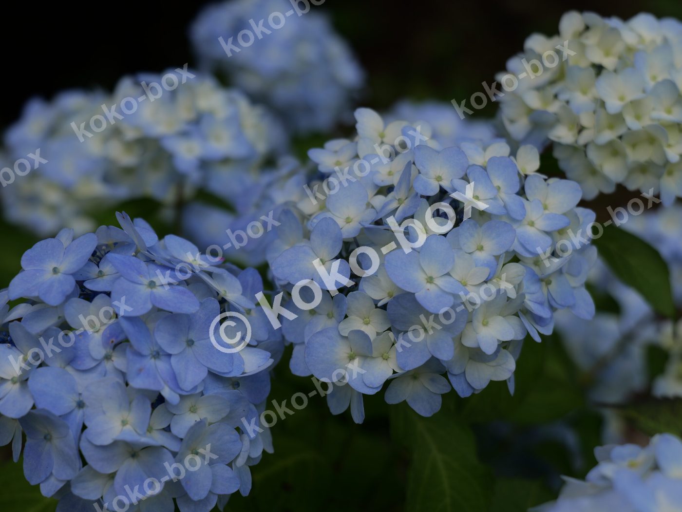 薄い青色のグラデーションが美しい紫陽花グループ 写真素材