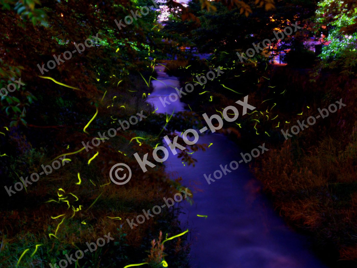 夜に光る蛍と川、幻想的な夜景の風景写真素材