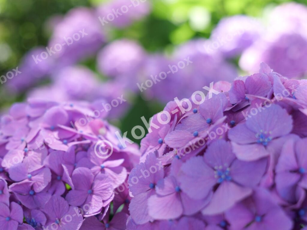 紫色の美しい紫陽花グループ 写真素材