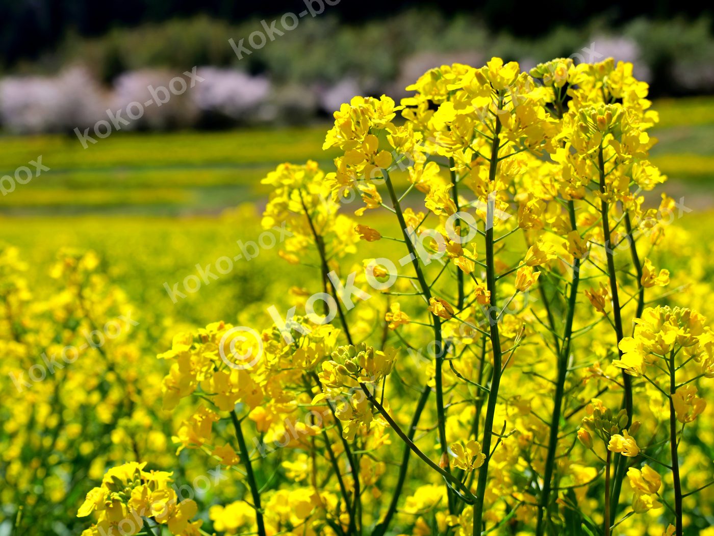春の菜の花畑と満開の桜 並木 横位置 写真素材
