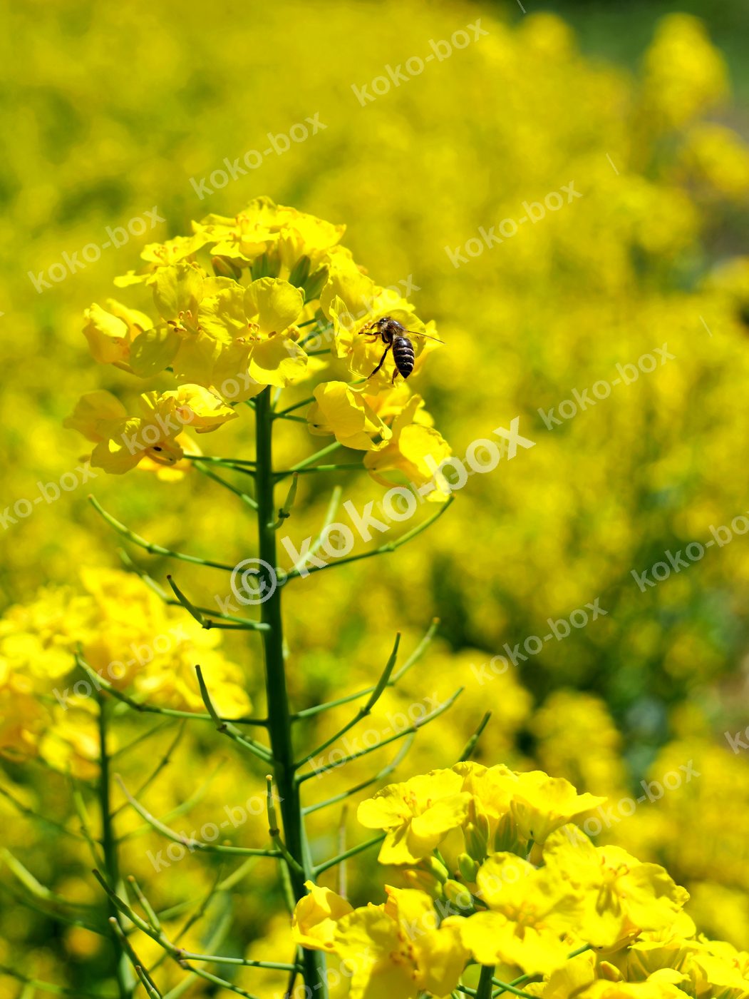 菜の花畑を舞う蜂と輝く春 縦位置写真素材