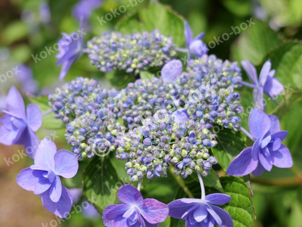 紫色のグラデーションが美しい紫陽花クローズアップ写真素材