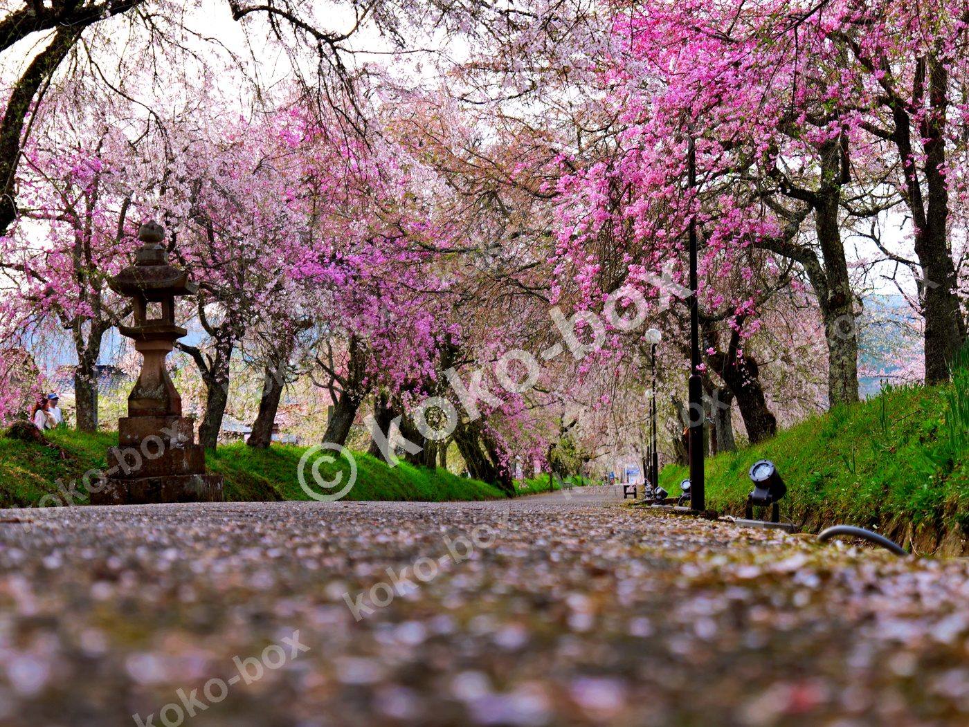 満開のしだれ桜並木と石灯籠の風景 横位置 写真素材