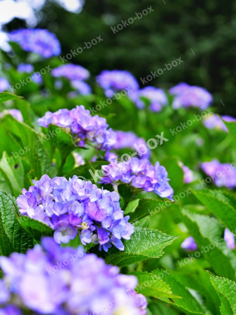 初夏の光に輝く鮮やかな紫陽花 縦位置 写真素材