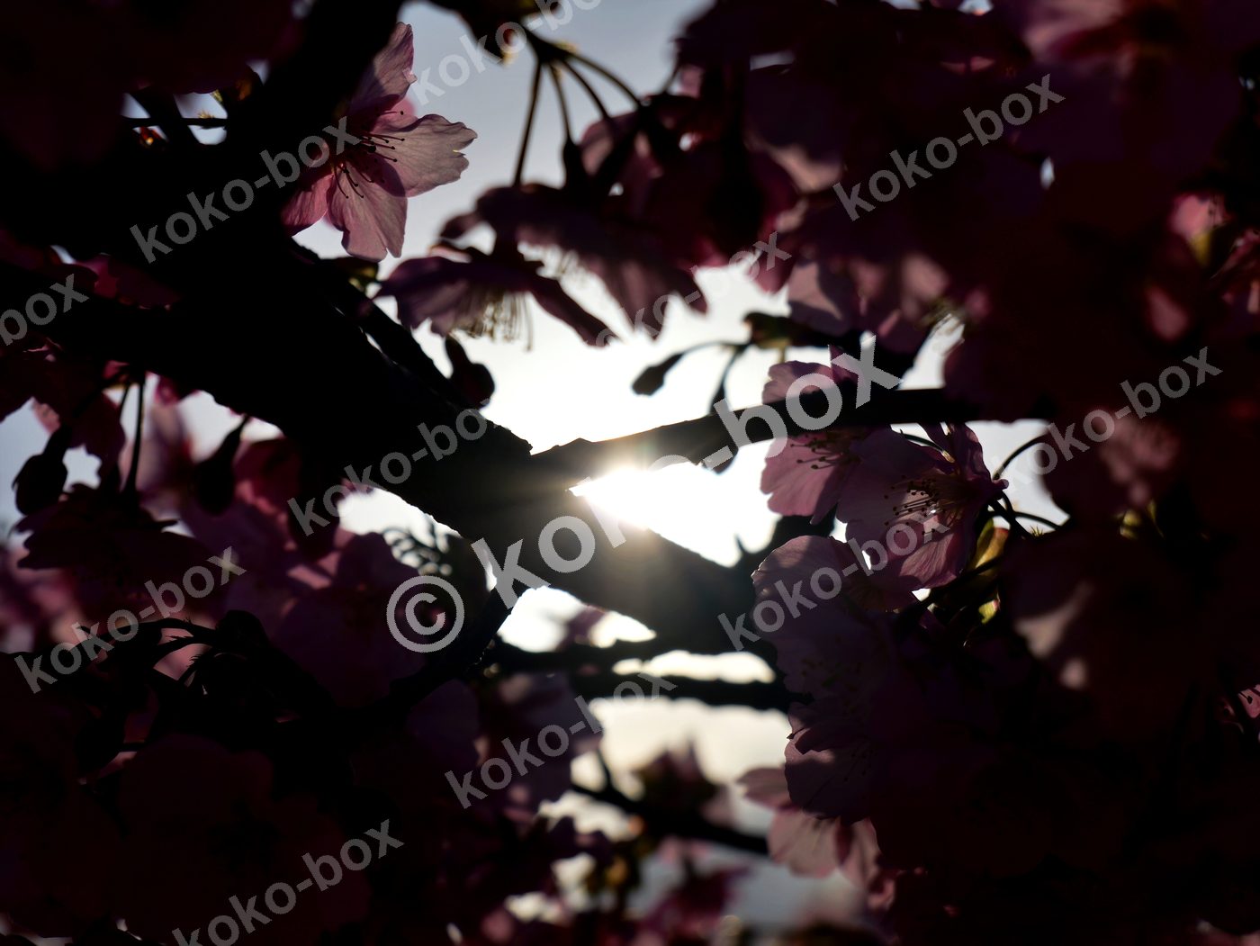 逆光に輝く桜のシルエット 横位置 写真素材