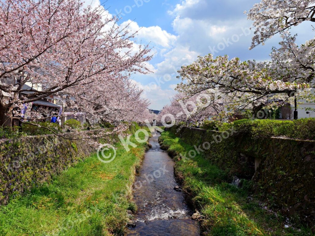 満開の桜と苔むす石垣の小川沿い風景 横位置 写真素材