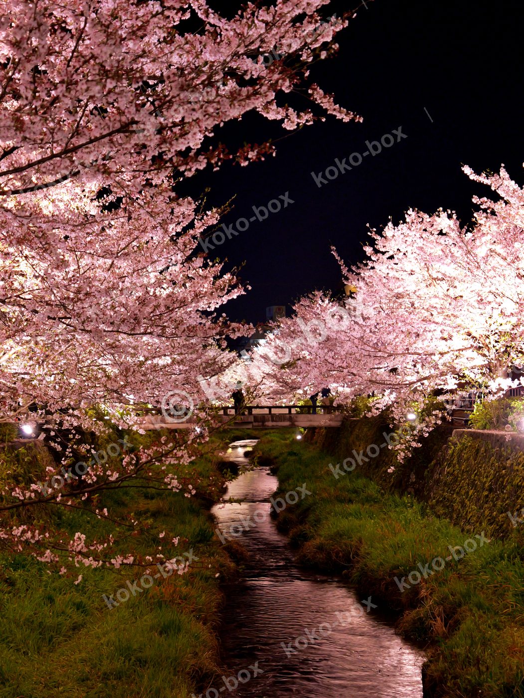 幻想的な夜桜と水面のきらめき 縦位置 写真素材
