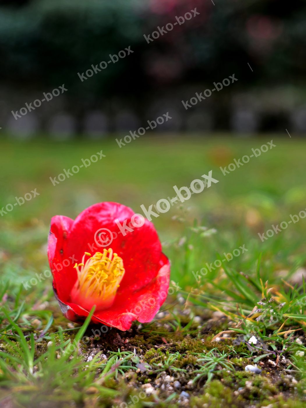 苔庭に落ちた赤い椿 縦位置 写真素材