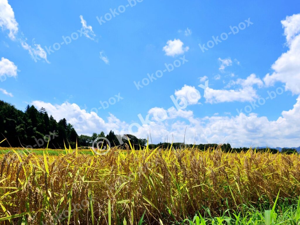 青空と黄金色の稲穂が美しい田舎の風景 写真素材
