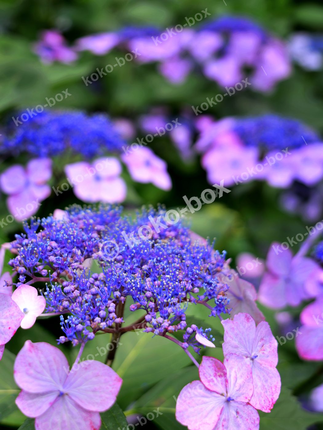 紫陽花 ガクアジサイの群生 縦位置 写真素材