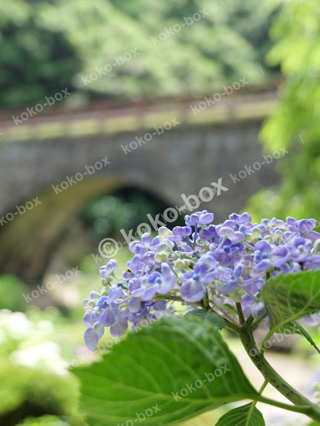 石橋と薄青色の紫陽花風景縦位置写真素材