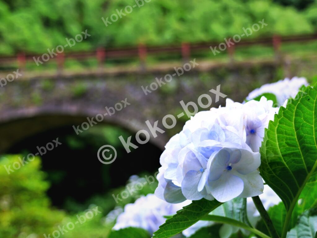 雨上がりの石橋と清涼なアジサイ 横位置 写真素材