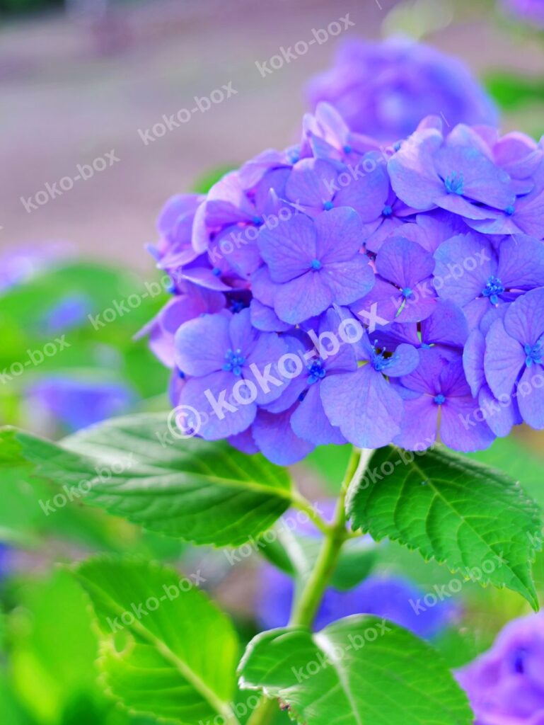 満開の鮮やかな青紫アジサイ 縦位置写真素材