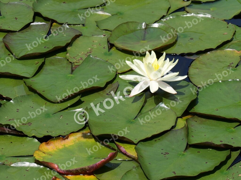 幻想的な白いスイレンが咲く池の一輪花 横位置 写真素材