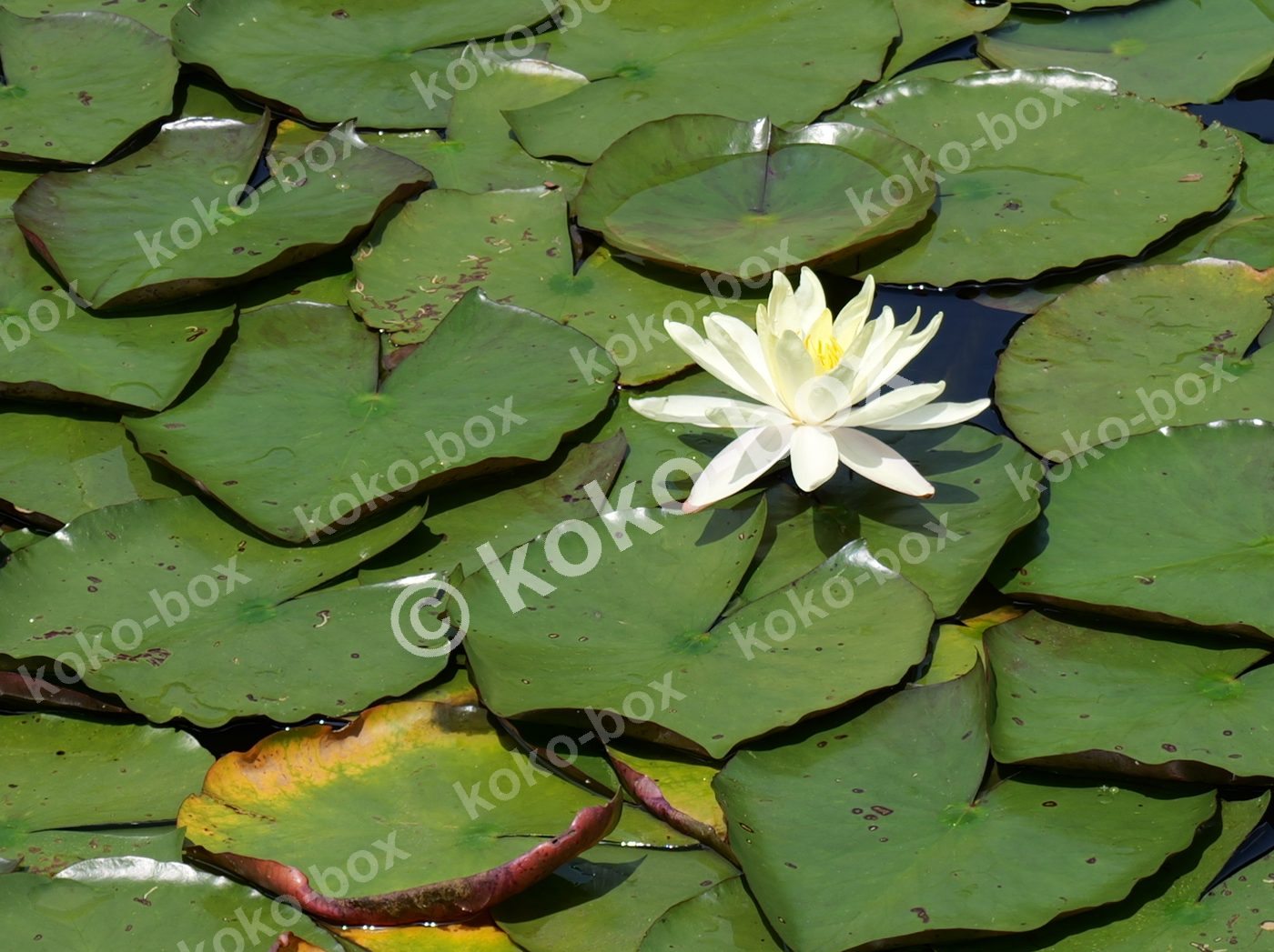 幻想的な白いスイレンが咲く池の一輪花 横位置 写真素材