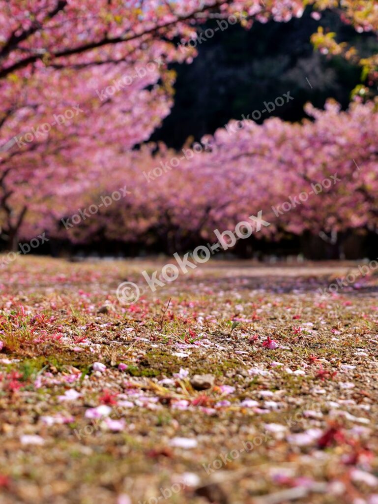 満開の桜並木と舞い落ちた花びら 縦位置写真素材