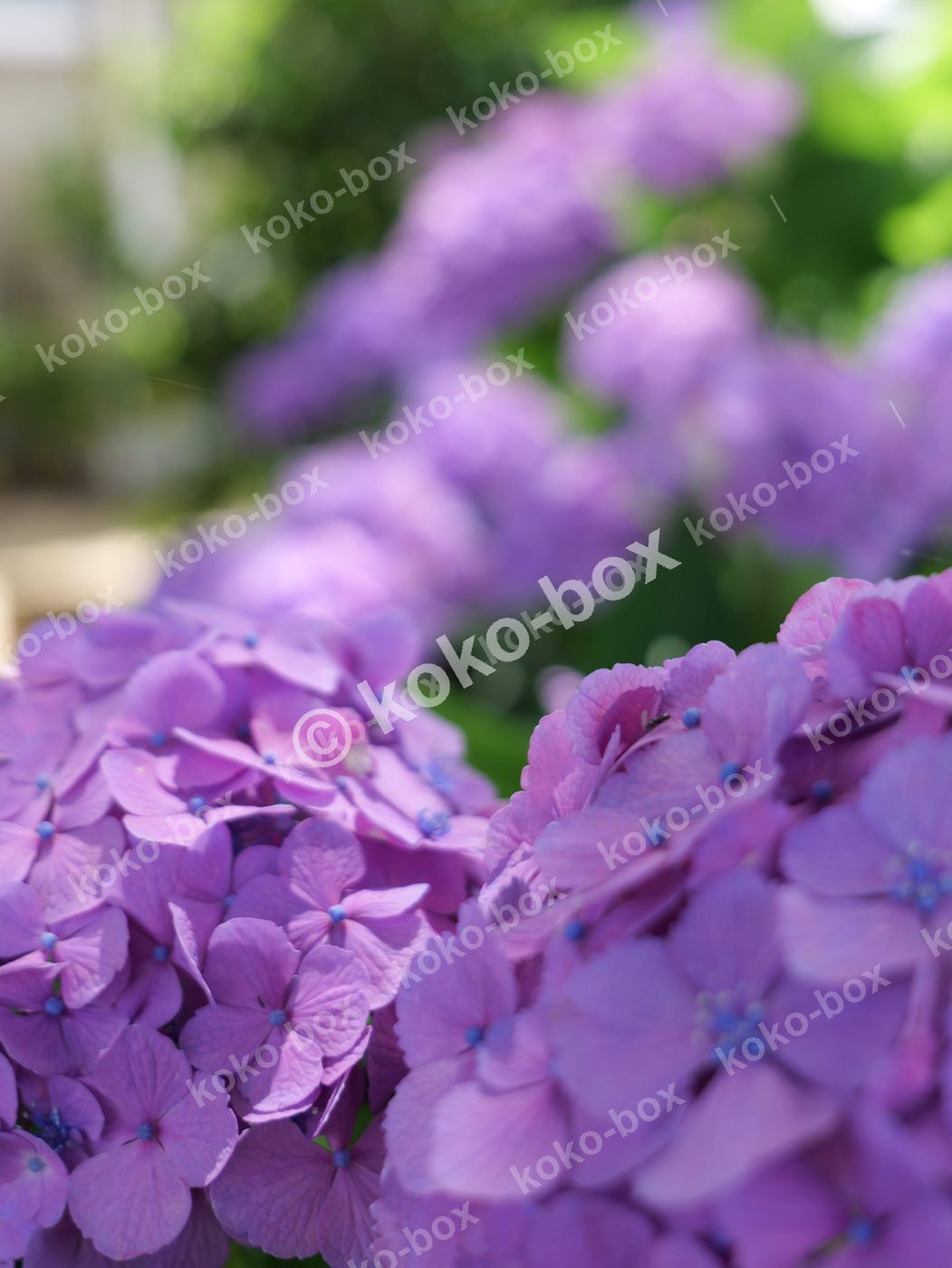 紫色の美しい紫陽花グループ 縦位置写真素材