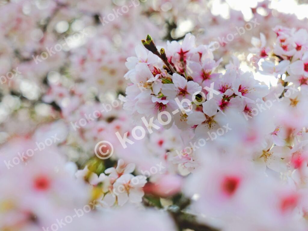 満開の桜と春の柔らかな光 横位置 写真素材