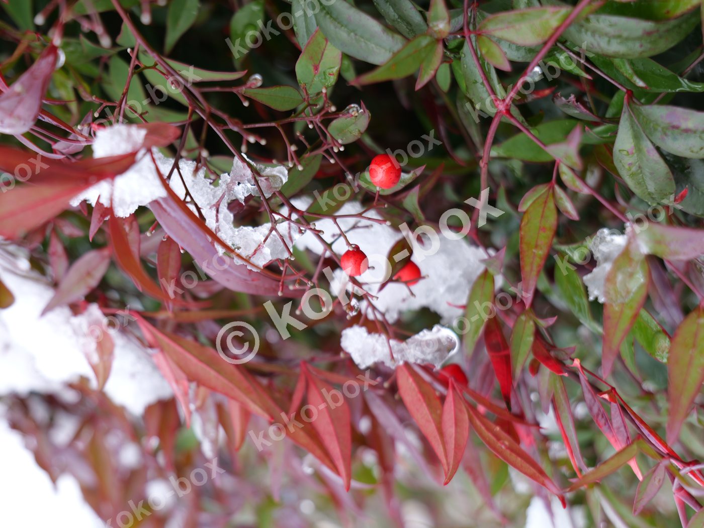 雪を纏った南天の赤い実と葉 横位置 写真素材