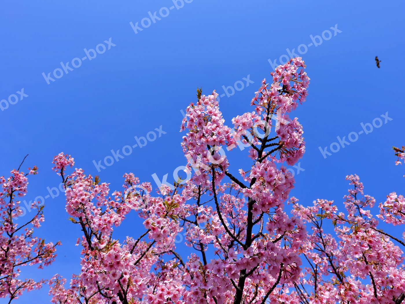 満開の河津桜と青空のコントラスト 横位置 写真素材