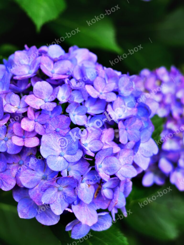 初夏の青紫陽花と鮮やかな緑 縦位置写真素材