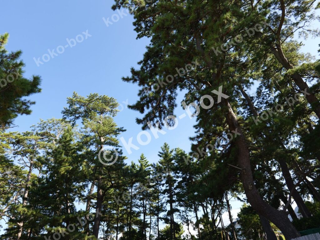 美しい青空グラデーションと松の木 風景写真素材