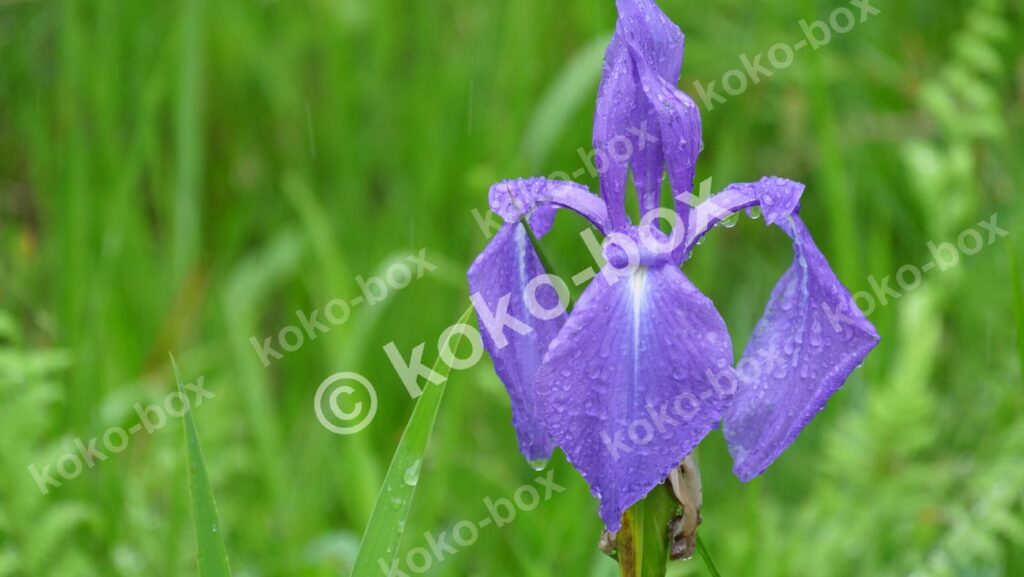 雨上がりの水滴が美しい紫色のカキツバタの花写真素材