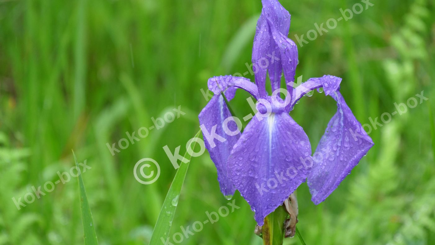 雨上がりの水滴が美しい紫色のカキツバタの花写真素材