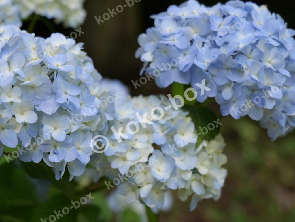 薄い水色のグラデーションが美しい紫陽花グループ 写真素材