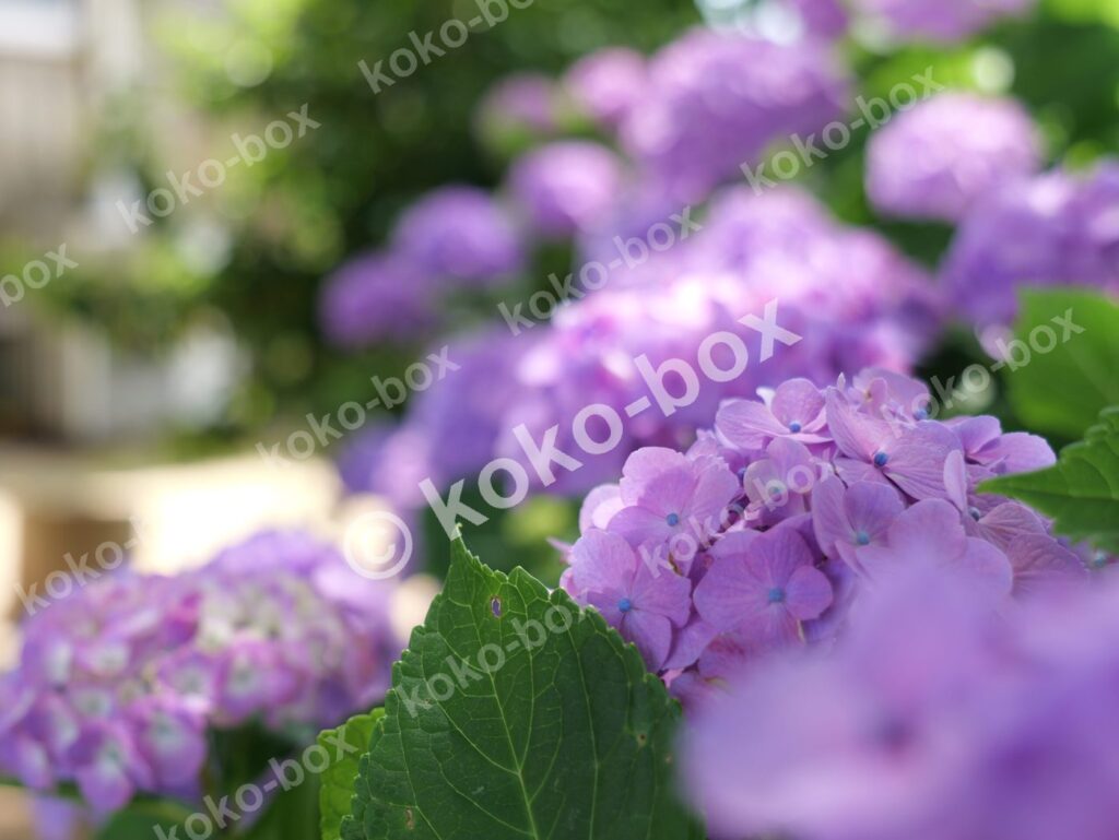 紫色の美しい紫陽花グループ 写真素材