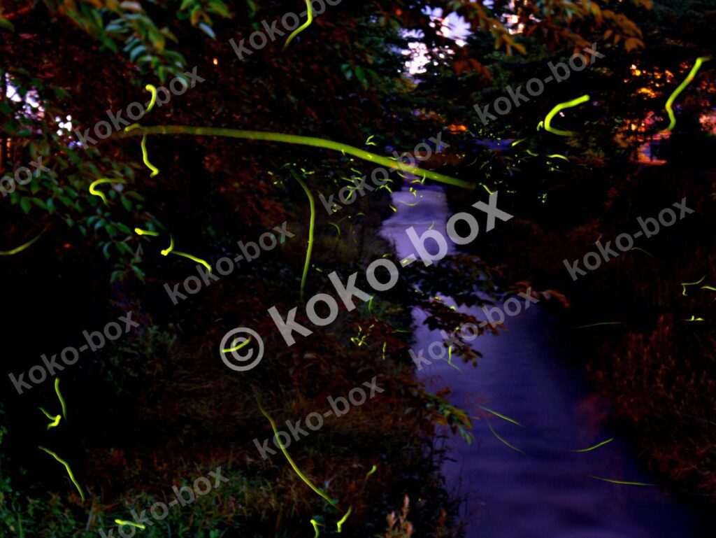 夜に光る蛍と川・木々の幻想的な風景 横位置 写真素材