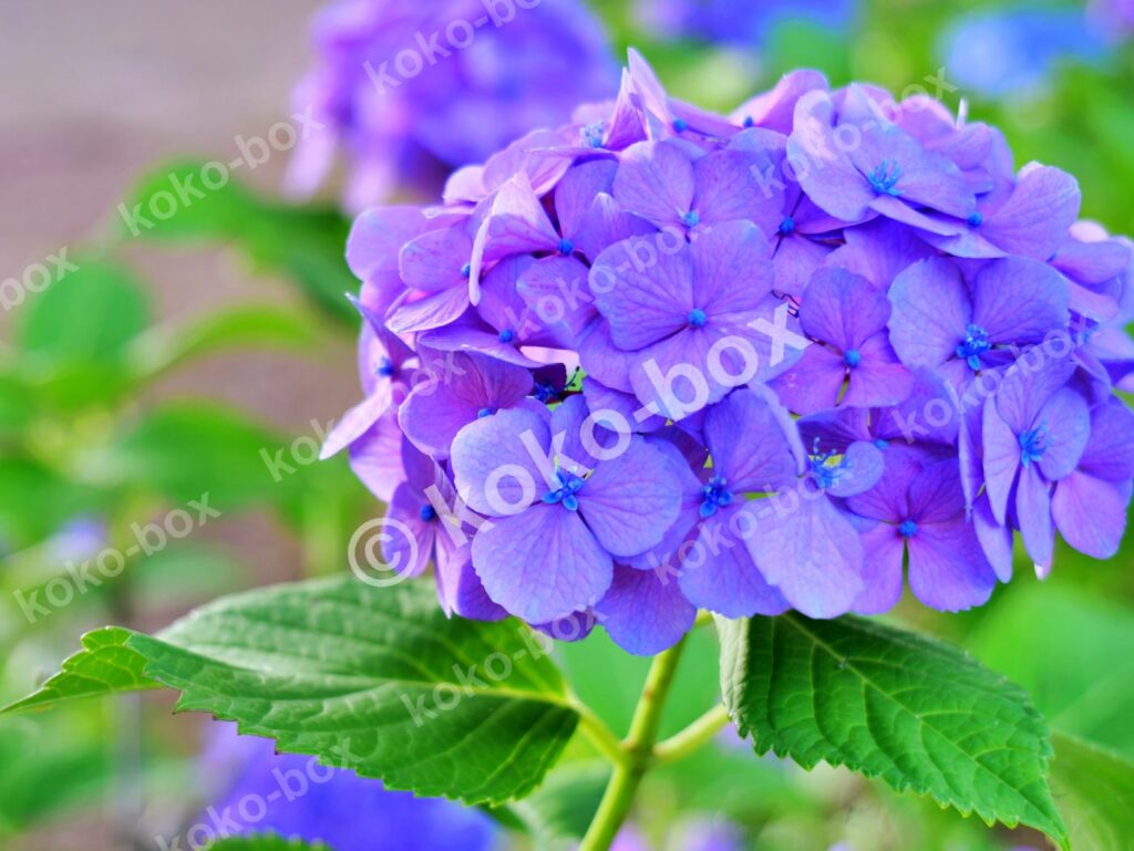 満開の紫陽花 瑞々しく鮮やかな 横位置 写真素材