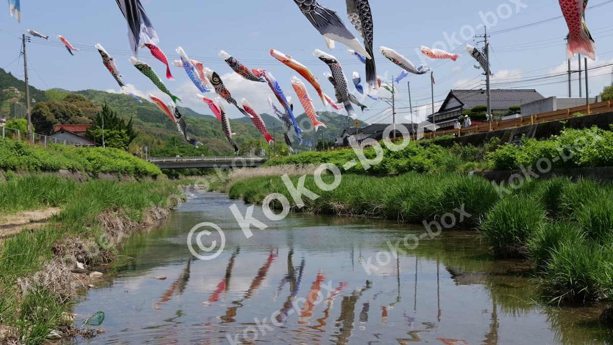 川面に映る大量のこいのぼりが舞う4K動画素材