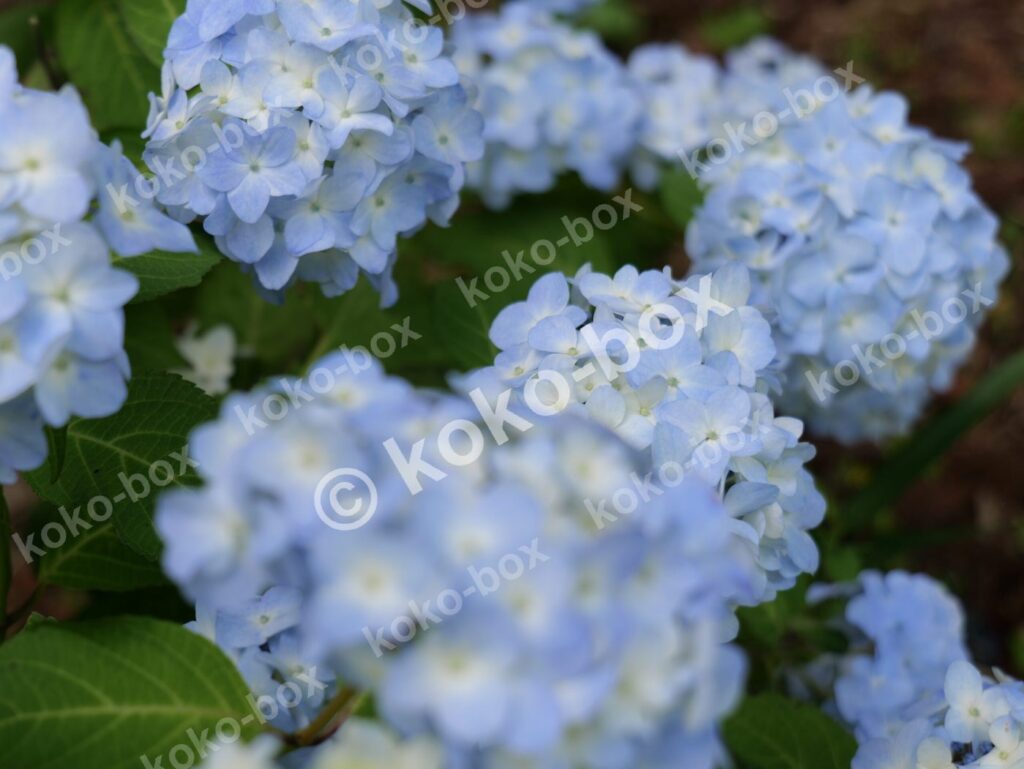 薄水色のグラデーションが美しい紫陽花写真素材