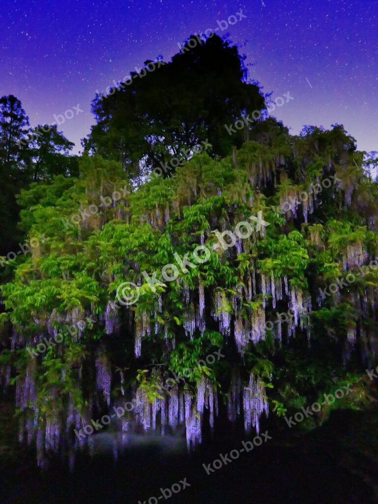 幻想的な星空と夜の満開藤棚 縦位置写真素材