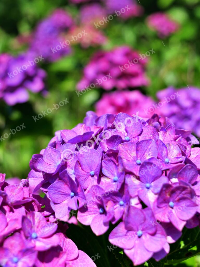 満開の紫陽花と鮮やかな緑の庭園 縦位置写真素材