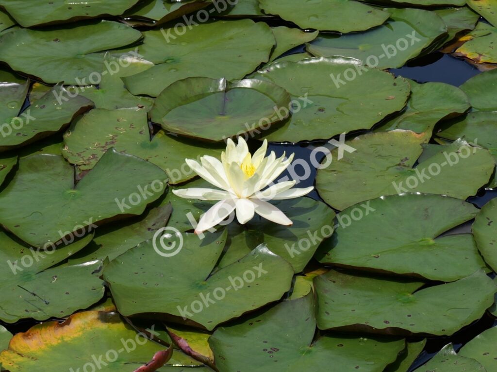 白いスイレンが咲く池の幻想的な一輪花 横位置 写真素材