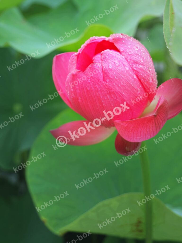 雨上がりの滴るピンク蓮つぼみ 縦位置写真素材