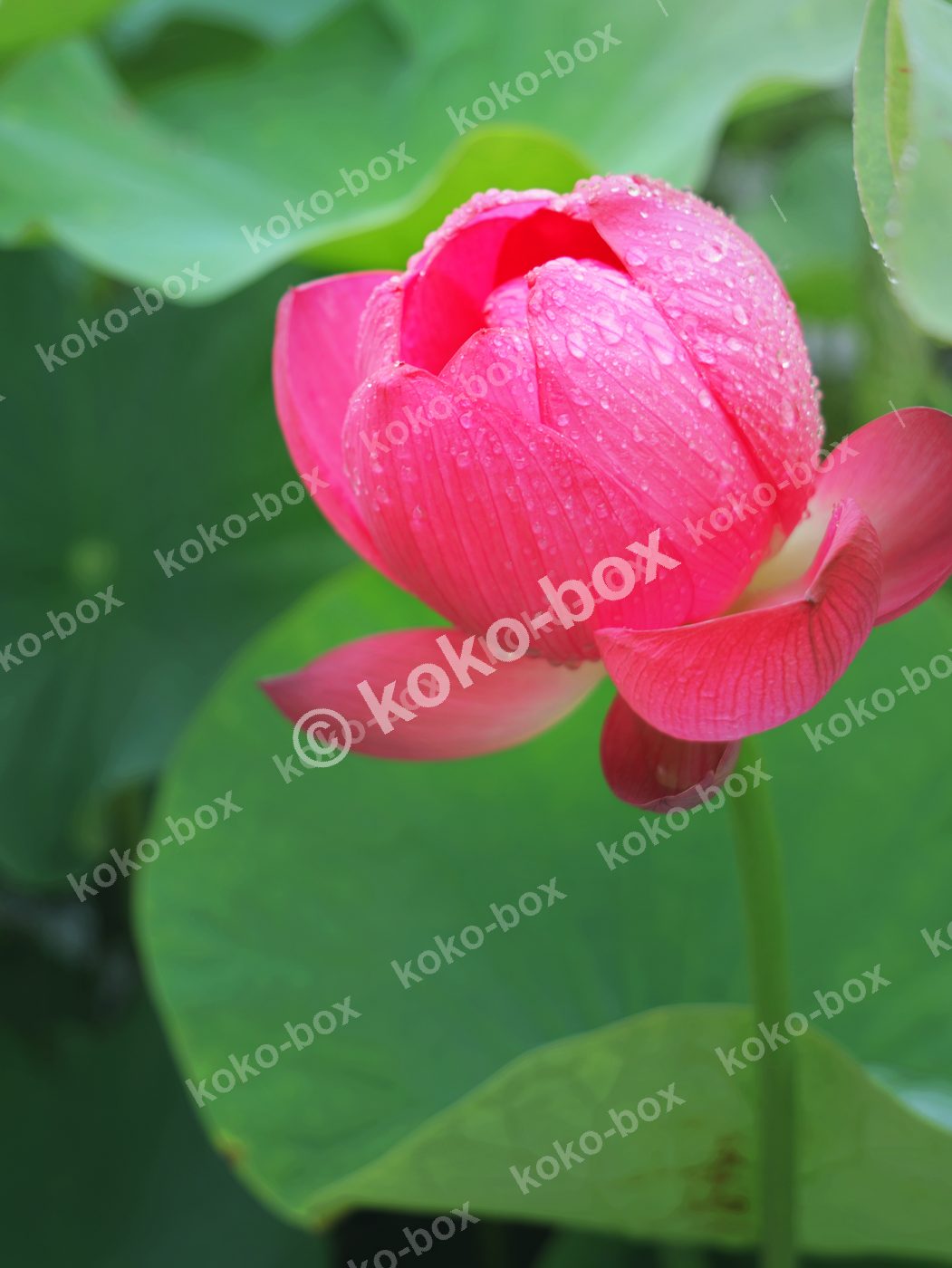 雨上がりの滴るピンク蓮つぼみ 縦位置写真素材